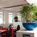 blauwe schaal ficus (1 van 1)